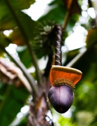 Hanging Something (It's not a coconut, by the way)