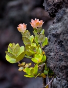 Crator Flower