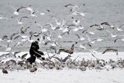 Feeding seaguls 2