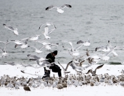 Feeding seaguls