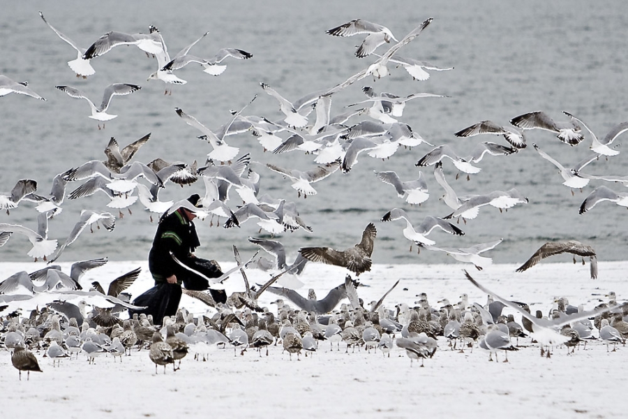 Feeding seaguls 2