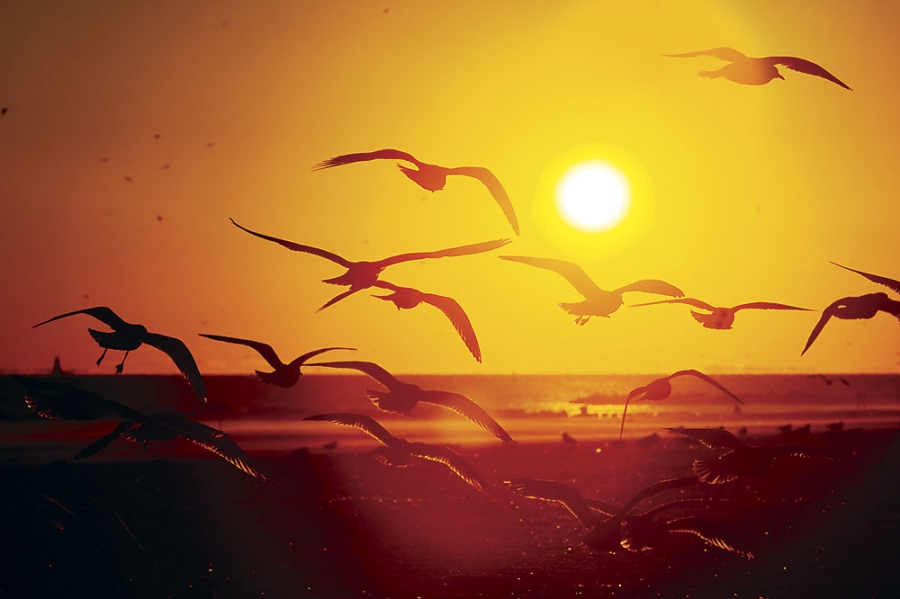 Seagulls in sunset
